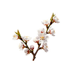 Apricot branch blooming with delicate white flowers isolated on white backdrop