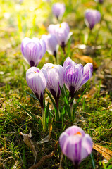 Blooming crocus flowers in a sunlit spring meadow. Vibrant purple blossoms in fresh green grass with soft bokeh and copy space. Natural spring background perfect for seasonal design, Easter themes