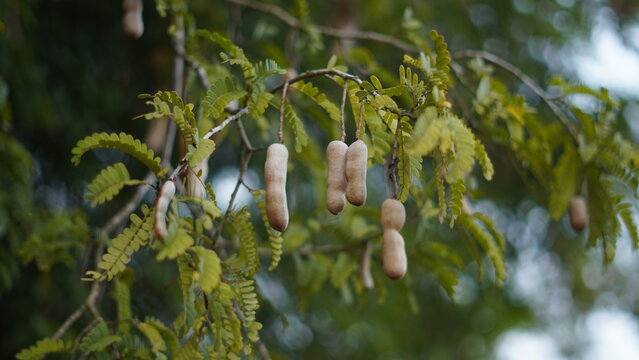 Fresh Tamarind Pods Hanging on Tree &ndash; Tropical Nature Background.