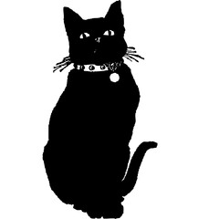 black and white cat © ihyevmatt