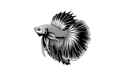 Elegant Betta Fish Illustration, Siamese Fighting Fish, Black and White Drawing, Aquatic Pet