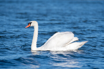 Obraz premium Mute swan