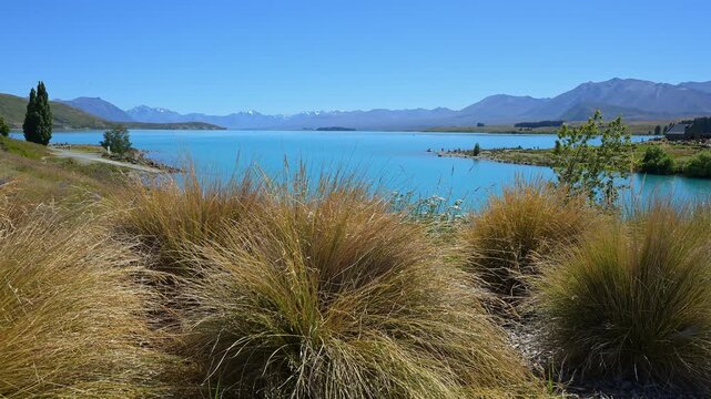 Blick &uuml;ber einen azurblauen See mit Gr&auml;sern im Vordergrund und Bergen im Hintergrund, Lake Tekapo, Tekapo, Canterbury, S&uuml;dinsel, Neuseeland, Ozeanien