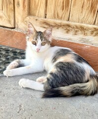 cat on the floor in the sun © Emily