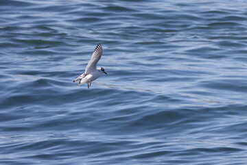 Fototapeta premium The little gull (Hydrocoloeus minutus) is a species of gull belonging to the family Laridae which is mainly found in the Palearctic. This photo was taken in Japan.