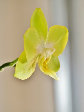 Gelbe Orchideenbl&uuml;te