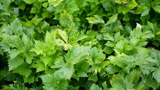 Celery Apium graveolens farm bio Dulce group organic healthy plant fresh green plant leaves and stalk cultivated winter and early spring vegetables growing in the garden field farming plantation ready