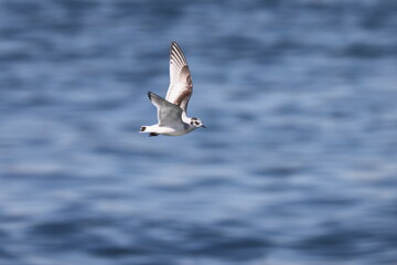 Fototapeta premium The little gull (Hydrocoloeus minutus) is a species of gull belonging to the family Laridae which is mainly found in the Palearctic. This photo was taken in Japan.