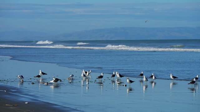 M&ouml;wen tummeln sich am Ufer vor gelassenem K&uuml;stenpanorama, Spencer Park Beach, Spencerville, Christchurch, Neuseeland S&uuml;dinsel, Neuseeland, Ozeanien