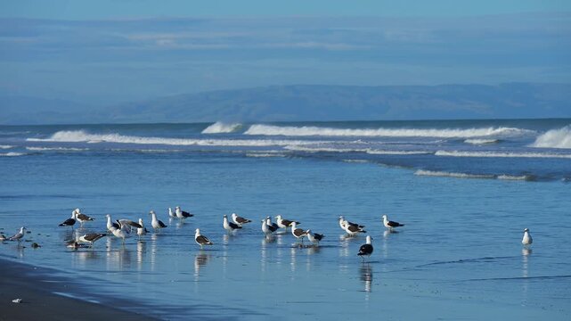 M&ouml;wen tummeln sich am Ufer vor gelassenem K&uuml;stenpanorama, Spencer Park Beach, Spencerville, Christchurch, Neuseeland S&uuml;dinsel, Neuseeland, Ozeanien
