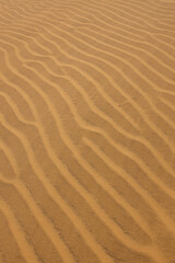 Abstract Texture of Wind-Swept Sand Ripples in the Golden Desert