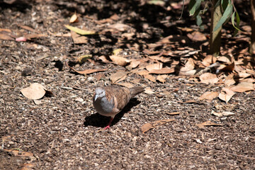 the bar shouldered dove is on the ground looking for food
