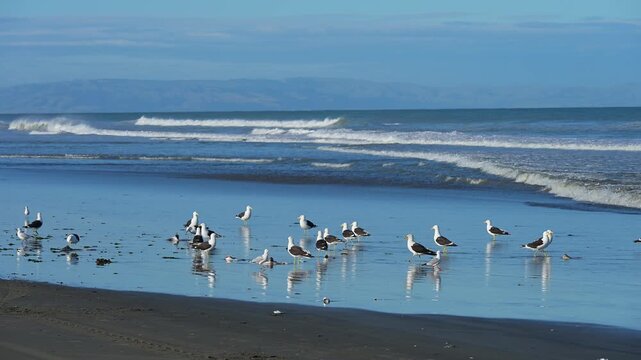 M&ouml;wen tummeln sich am Ufer vor gelassenem K&uuml;stenpanorama, Spencer Park Beach, Spencerville, Christchurch, Neuseeland S&uuml;dinsel, Neuseeland, Ozeanien
