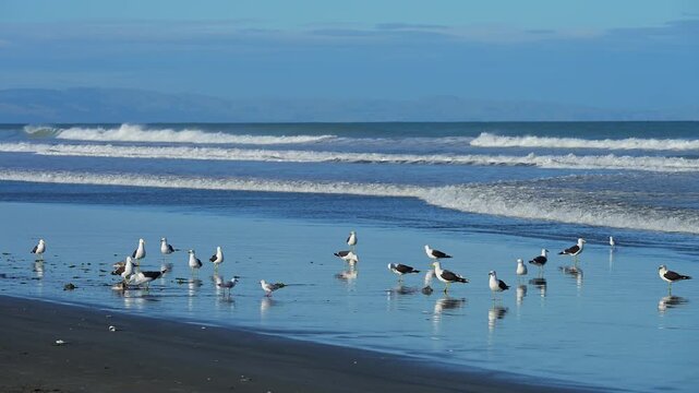 M&ouml;wen tummeln sich am Ufer vor gelassenem K&uuml;stenpanorama, Spencer Park Beach, Spencerville, Christchurch, Neuseeland S&uuml;dinsel, Neuseeland, Ozeanien
