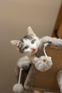 Cute foster kitten playing in a cat tree 