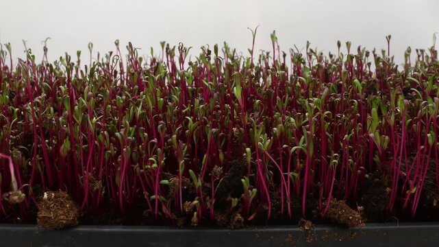 Super time lapse of red beets germination and growing sprouts in small layer of soil while indoor gardening or cultivate microgreens in controlled lighting conditions
