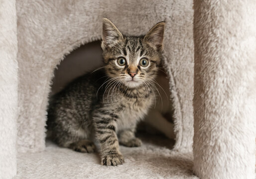 Cute foster kitten playing in a cat tree 