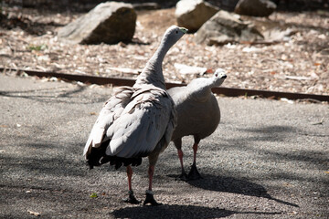 the two Cape Barren Geese are interacting