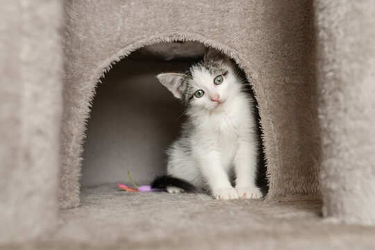 Cute foster kitten playing in a cat tree 