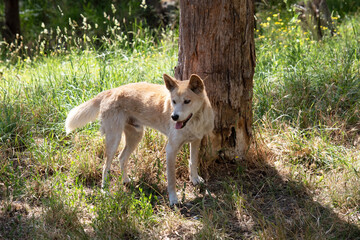 the dingo is in a grassy field