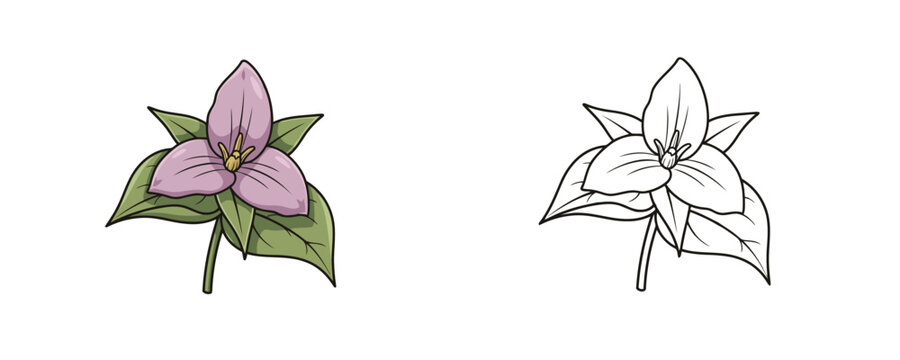 Purple trillium flower with green leaves in colored and black and white line art style representing botanical nature elements for coloring or design on white background