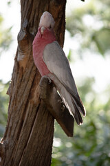 the galah is perched on a tree