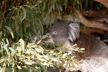 the koala is eating eucalptus leaves
