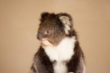 this is a close up of a koala