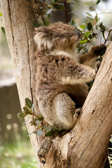 the koala is in a tree eating eucalypyus leaves