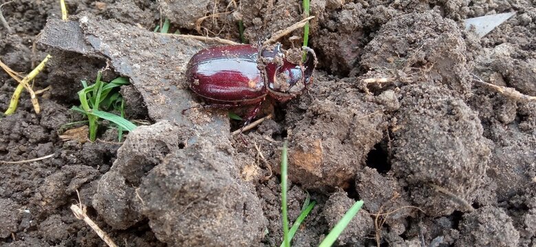 European rhinoceros beetle (Oryctes nasicornis) crawling on the ground in its natural habitat