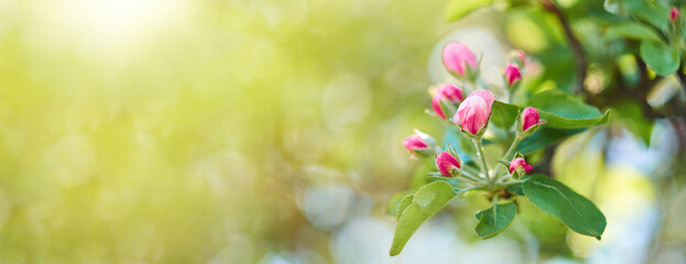 Banner of Pink apple blossom buds with green leaves in warm sunlight, soft spring background with bokeh and copy space © Pihuliak