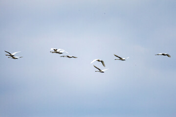 Obraz premium Flock of seagulls soaring in blue sky over the sea
