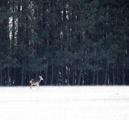 deer in winter forest