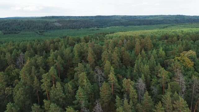 Racheysky forest expanding throughout the natural environment