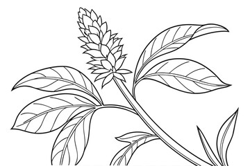 Obraz premium Mint Plant Line Art Illustration – Hand Drawn Herbal Leaf Botanical Outline Vector
