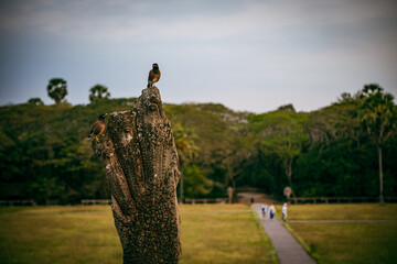 Obraz premium Bids in Cambodia, Angkor Wat