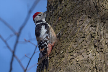 Middle spotted woodpecker (Leiopicus medius)