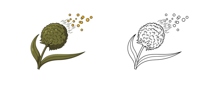 Ragweed plant head releasing pollen clouds in colored and black and white line art style representing weed allergy and seasonal hay fever triggers on white background