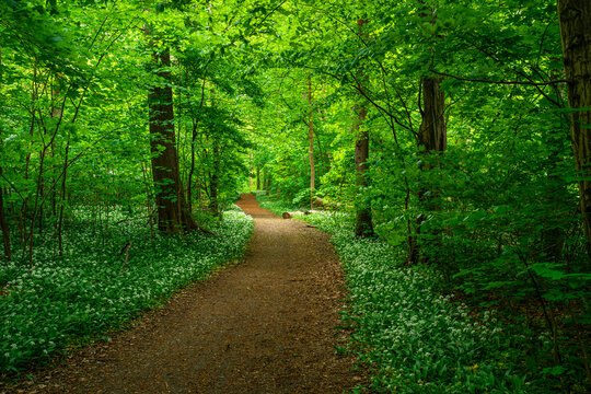 B&auml;rlauchbl&uuml;te im gr&uuml;nen Harzwald