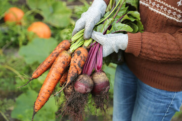 Harvesting organic fresh dirty root vegetables harvest. Farmer hands in gloves holding bunch of...