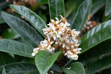 Fototapeta premium Blooming Japanese medlar (Eriobotrya Japonica) on blurred background. Selective focus. Huge beautiful green leaves around yellow inflorescences. Close-up