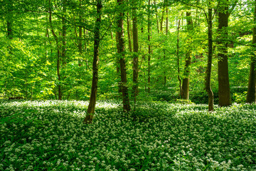 Fototapeta premium Frühlingswald im Harz mit weißem Blütenteppich