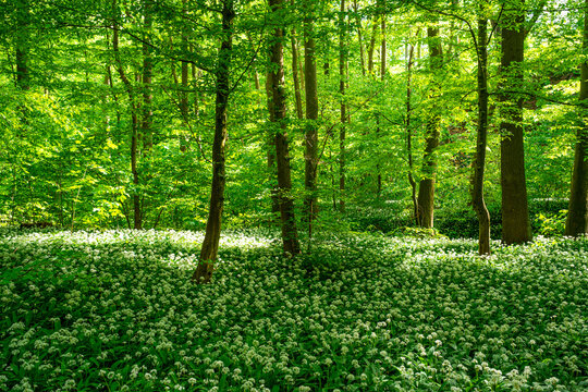 Fr&uuml;hlingswald im Harz mit wei&szlig;em Bl&uuml;tenteppich
