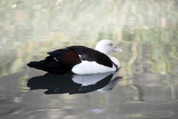 this is a side view of a Radjah Shelduck