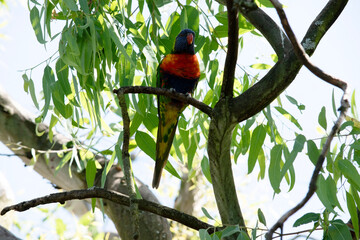the rainbow lorikeet is perched in a tree