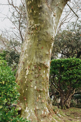 Fototapeta premium Textured bark on majestic tree trunk amidst lush greenery in natural park setting