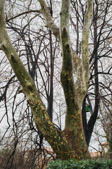 Fototapeta premium Majestic winter tree with textured bark against a cloudy sky