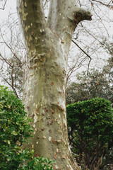 Fototapeta premium Majestic tree trunk with winter foliage in natural park setting
