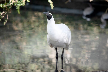 the royal spoonbill is sucking up water