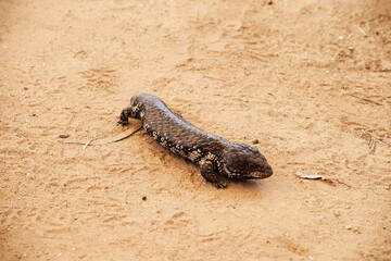 the shingleback lizard is walking on sand